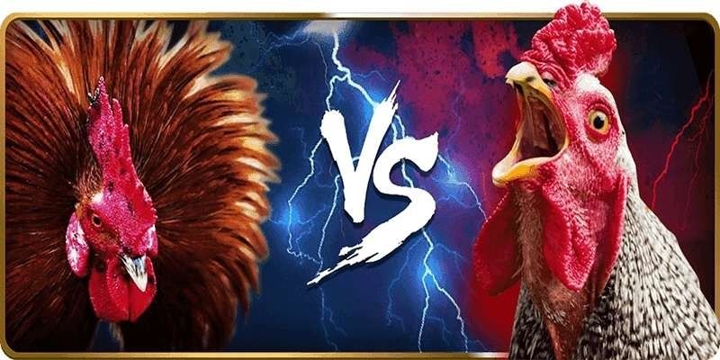 Đá gà 8xbet cựa sắt hấp dẫn