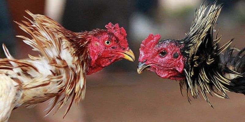Đá gà cựa tròn lôi cuốn