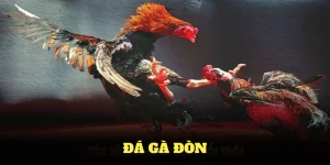 Đá gà đòn