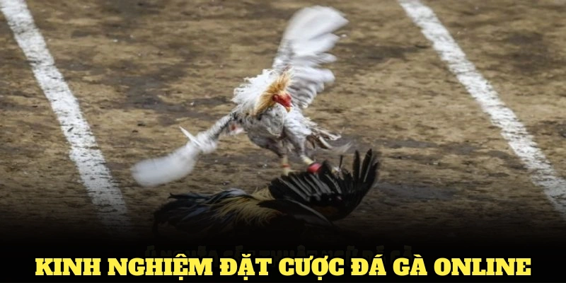 Kinh nghiệm đặt cược đá gà online giúp tăng khả năng thắng