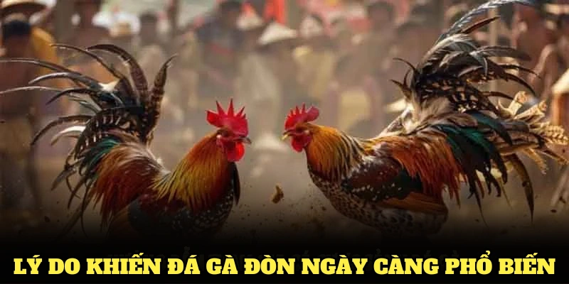 Lý do khiến đá gà đòn ngày càng phổ biến