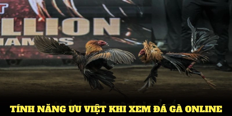 Khám phá các tính năng ưu việt khi xem đá gà online