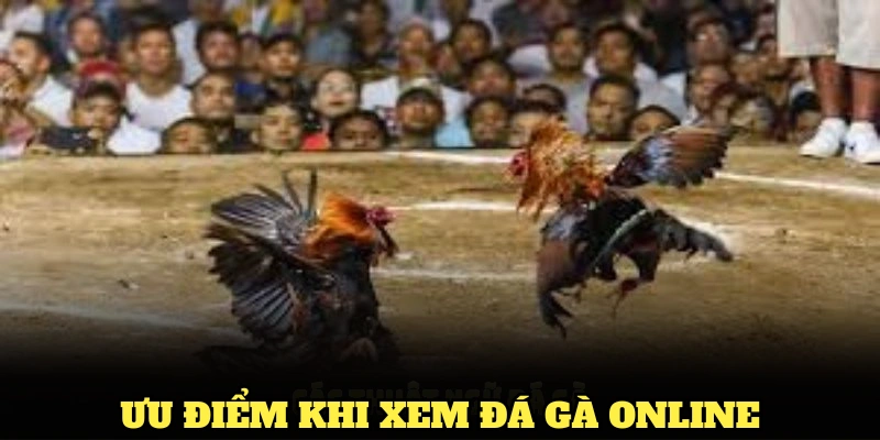 Ưu điểm khi xem đá gà online tại 8XBET